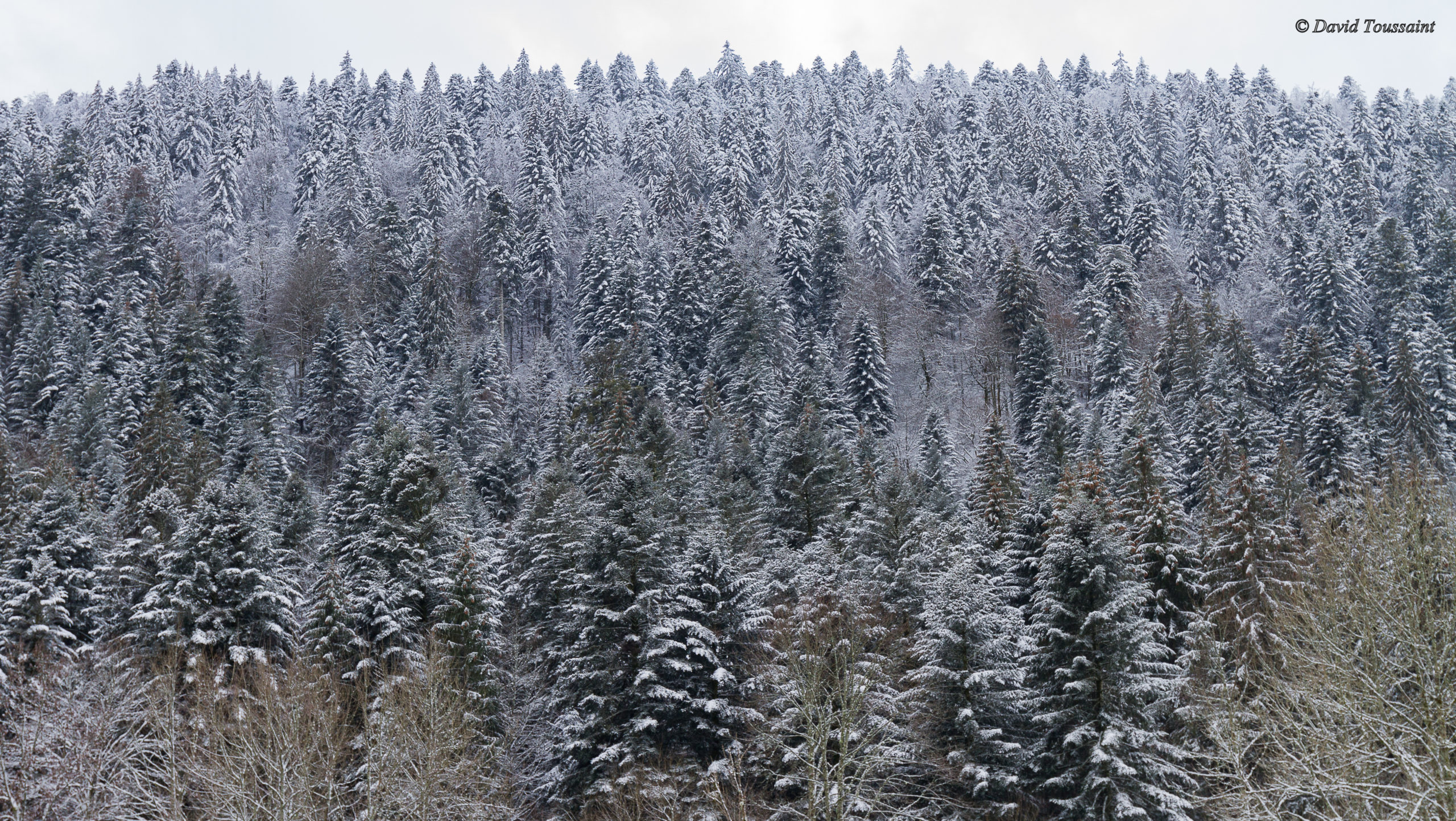 GERARDMER JANVIER 2019 041