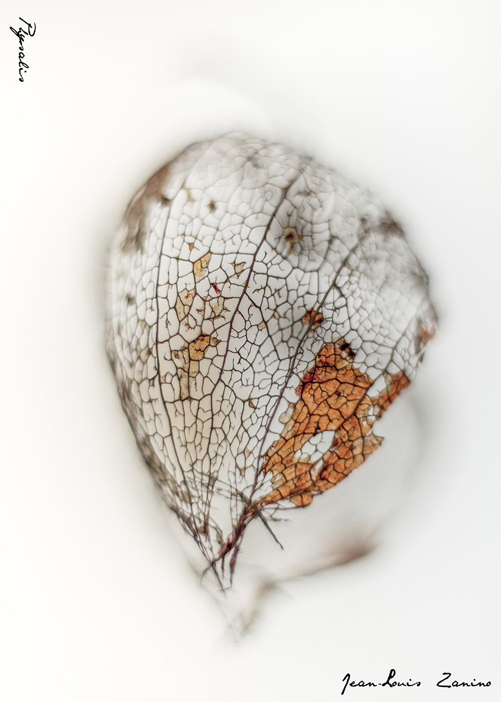 JLouis Zanino physalis (3)