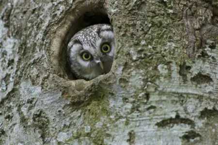 NDR 2017 Découverte de la faune des Hautes Vosges