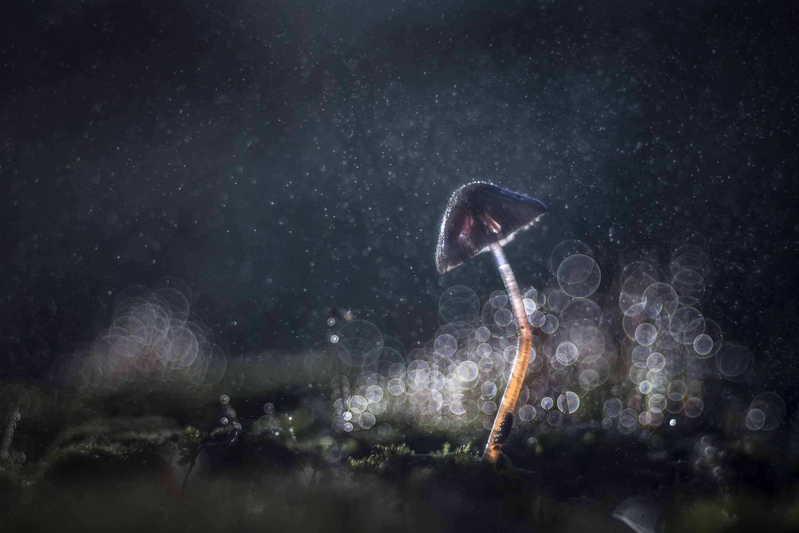 Photo Elias Debruyn