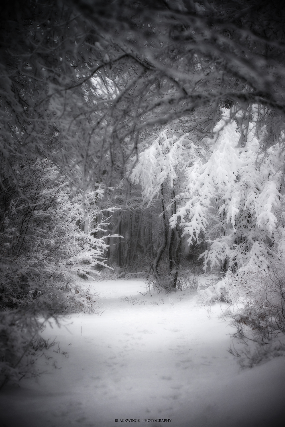 PhotoHiver2019-2