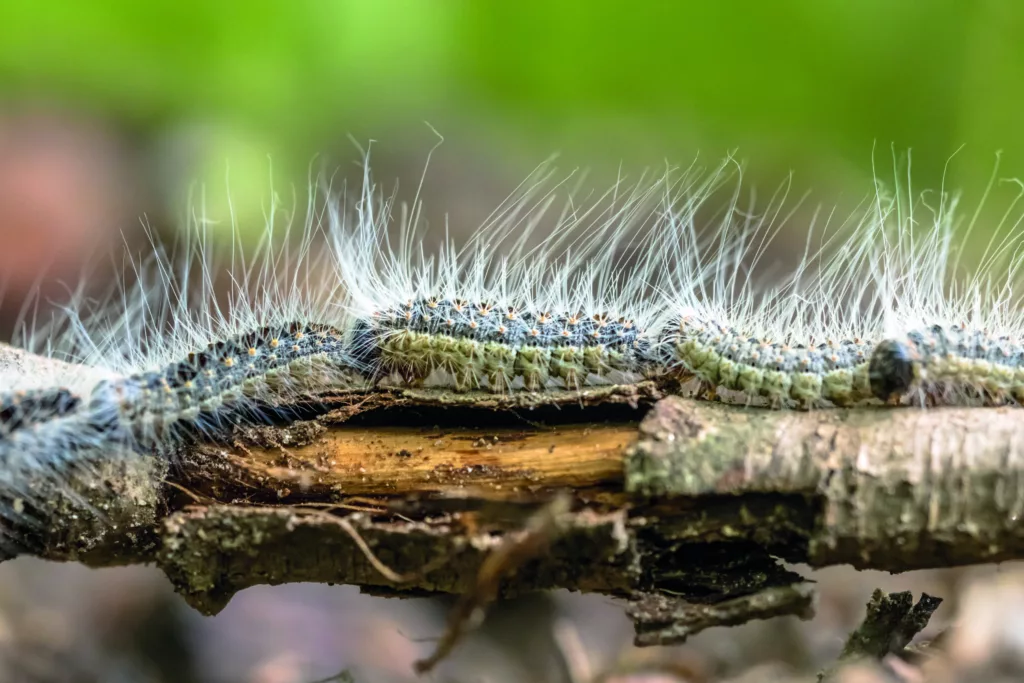 Allergies : Attention, chenilles processionnaires en vue dans les Vosges !