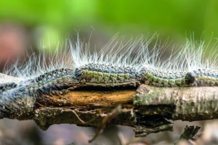 Allergies : Attention, chenilles processionnaires en vue dans les Vosges !