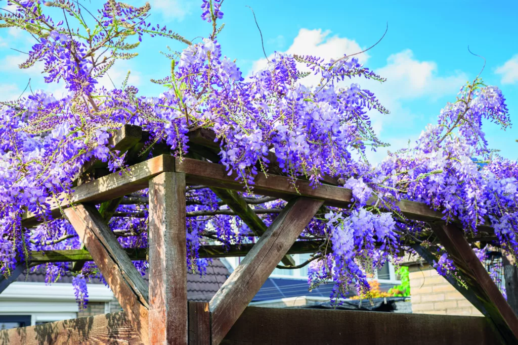 Jardinage : les trucs et astuces pour obtenir une glycine spectaculaire !