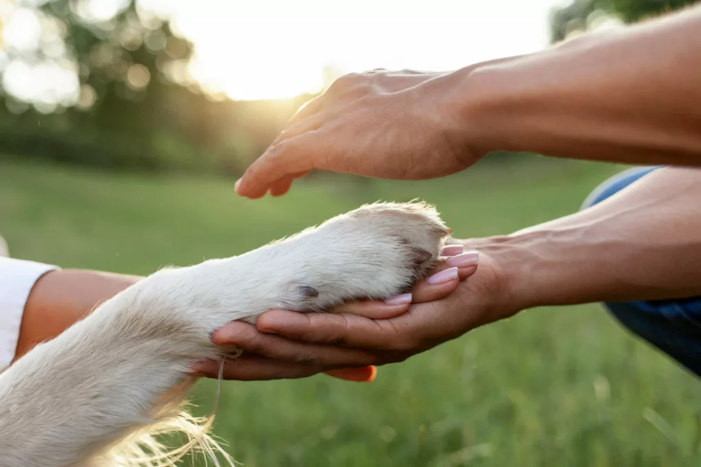Comment va votre animal de compagnie ? À Saint-Dié-des-Vosges, le salon de protection animale s'en préoccupe