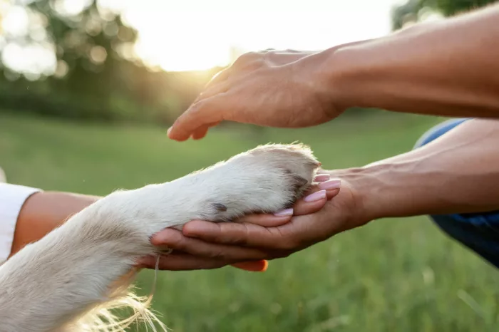 Comment va votre animal de compagnie ? À Saint-Dié-des-Vosges, le salon de protection animale s'en préoccupe