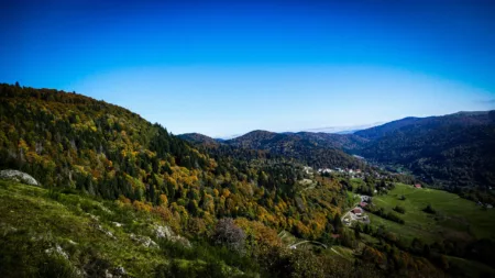 100% Vosges