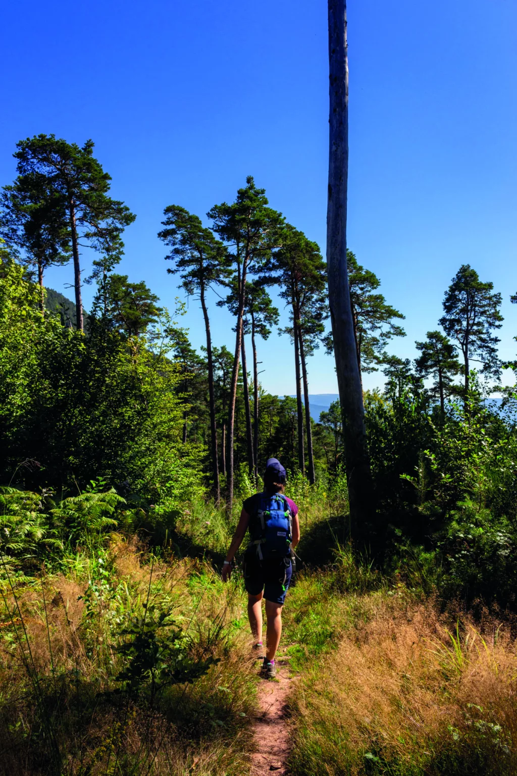Les Grandes échappées vosgiennes : itinérances à pied sur les chemins de la Ligne Bleue des Vosges