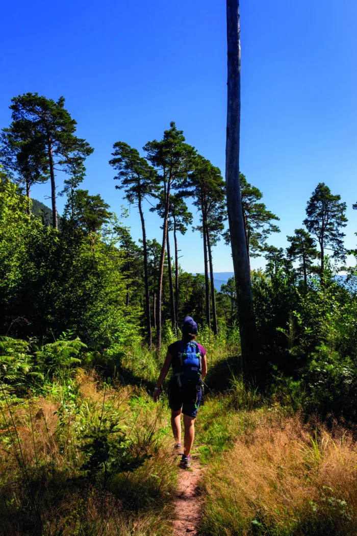 Les Grandes échappées vosgiennes : itinérances à pied sur les chemins de la Ligne Bleue des Vosges