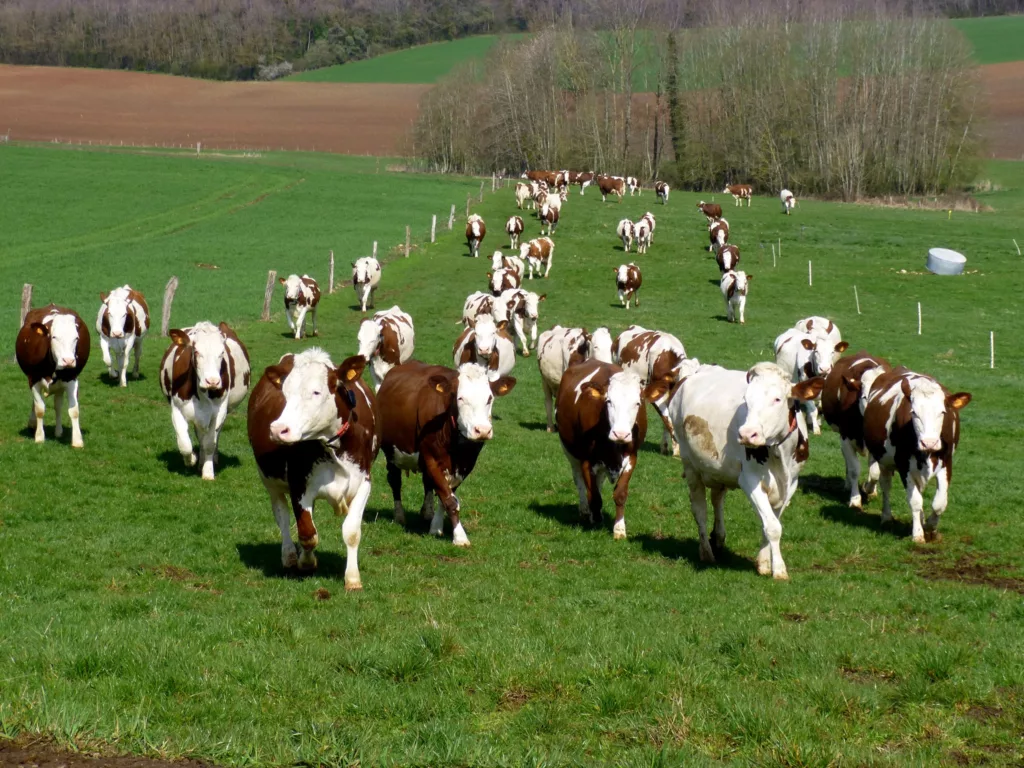 PAC 2023 : Six rencontres entre la DDT des Vosges et les agriculteurs pour débattre sur la Politique Agricole Commune
