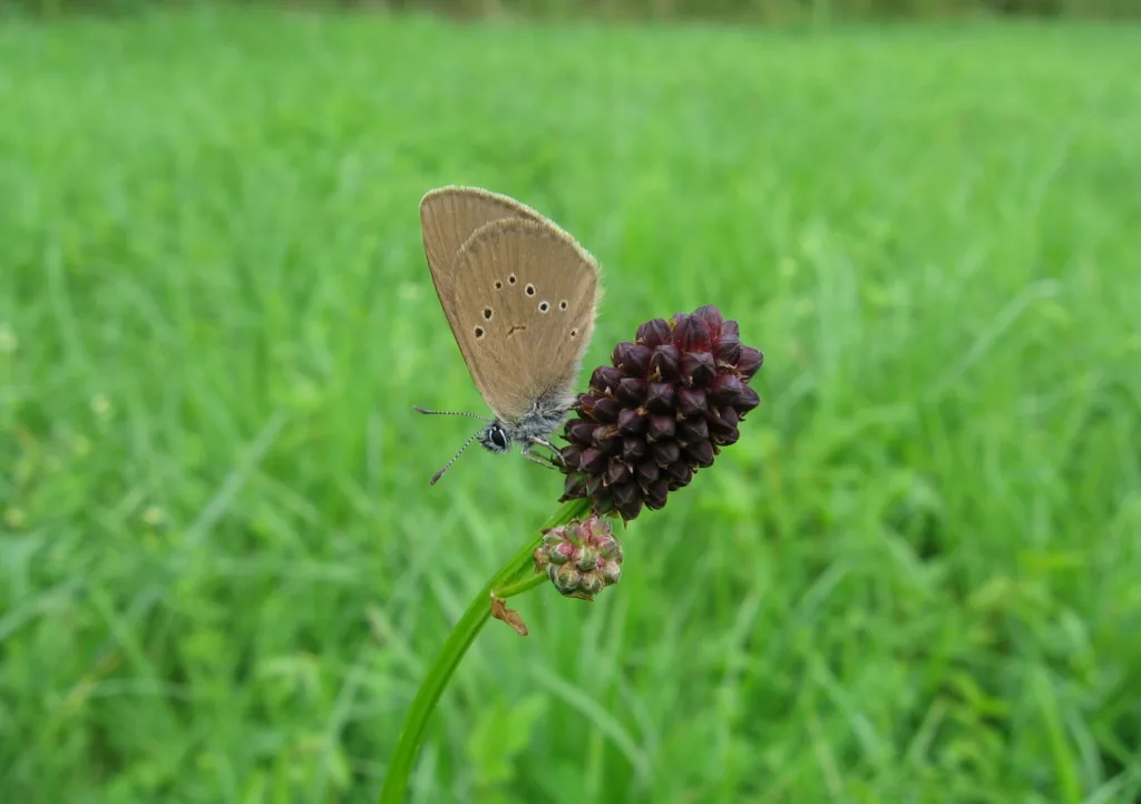 Plan d'action de la CCPVM en faveur de l’Azuré des paluds, un exigeant papillon en danger dans les Vosges