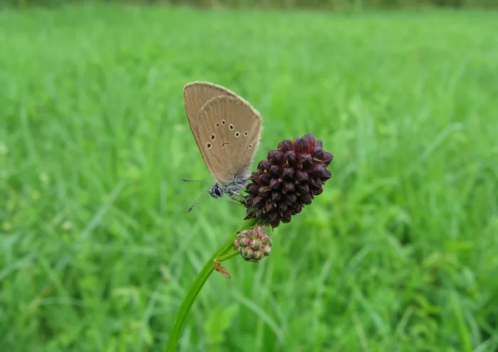 Plan d'action de la CCPVM en faveur de l’Azuré des paluds, un exigeant papillon en danger dans les Vosges