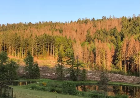 100% Vosges