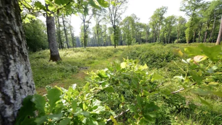 100% Vosges