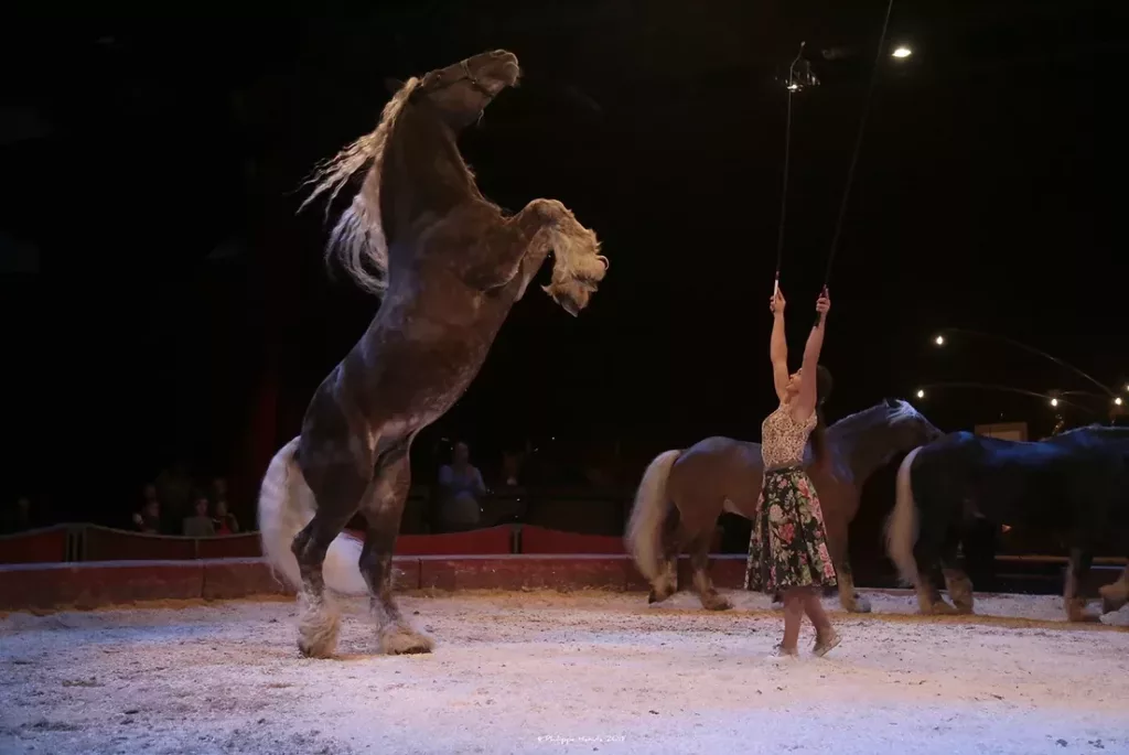 Spectacle équestre : la Compagnie Jehol propose "Davaï" à l'Equ'Crin d'Olima de Chantraine