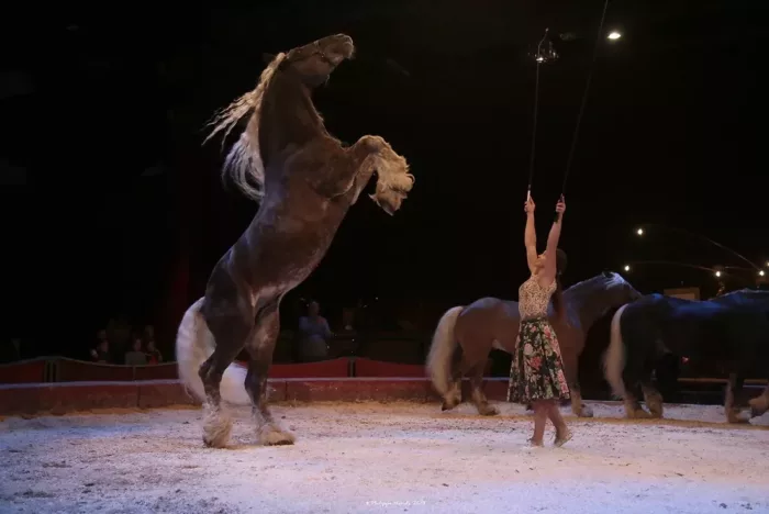 Spectacle équestre : la Compagnie Jehol propose "Davaï" à l'Equ'Crin d'Olima de Chantraine