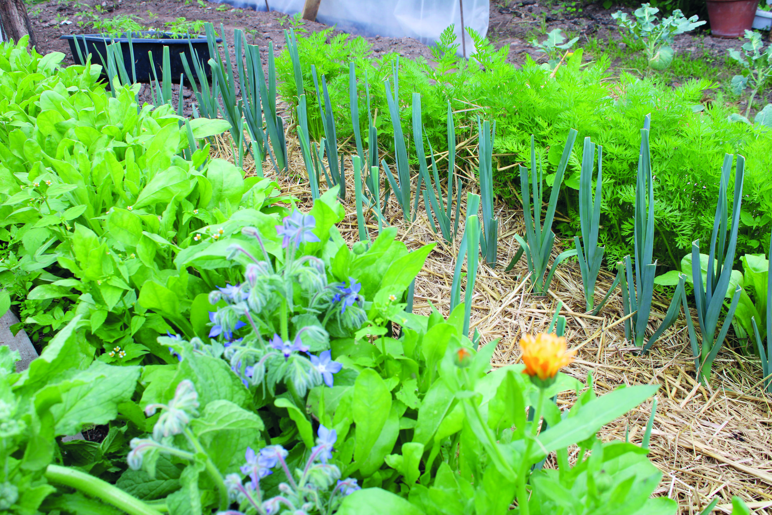 La permaculture, une philosophie de vie ! 2• 100% Vosges 100% Vosges