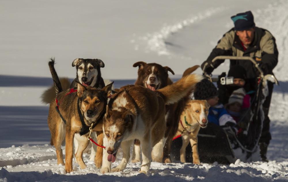 Chiens de traineaux : balades découvertes et sportives dans les Vosges 2• 100% Vosges 100% Vosges