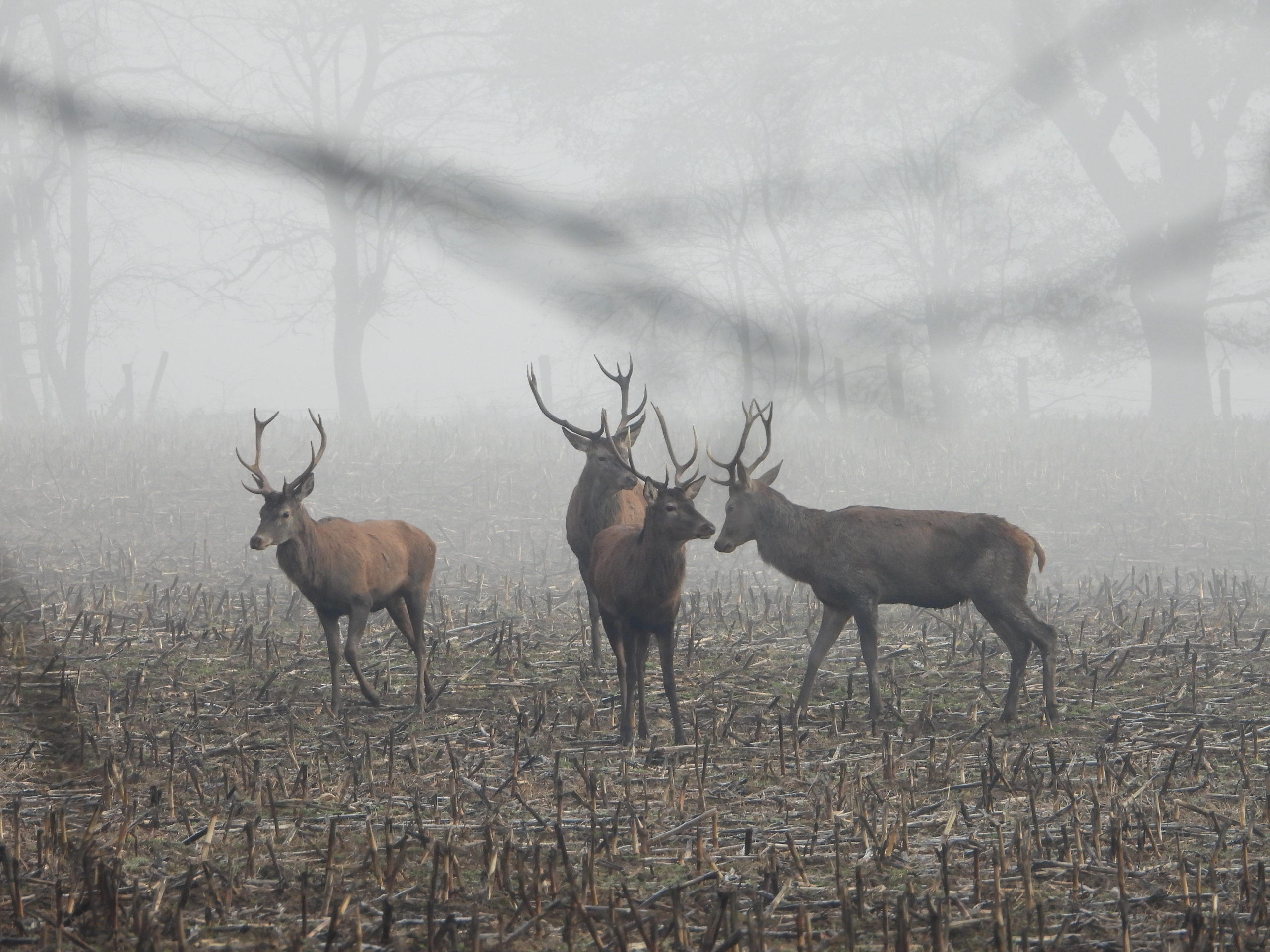 Expo : Faune et Flore de l'Ouest Vosgien à découvrir à Contrexéville 4• 100% Vosges 100% Vosges