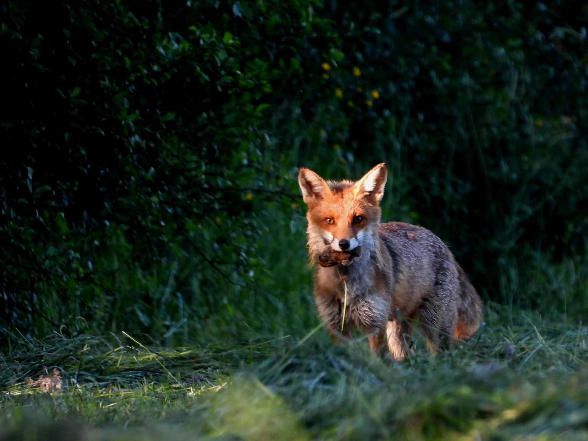 Expo : Faune et Flore de l'Ouest Vosgien à découvrir à Contrexéville 3• 100% Vosges 100% Vosges