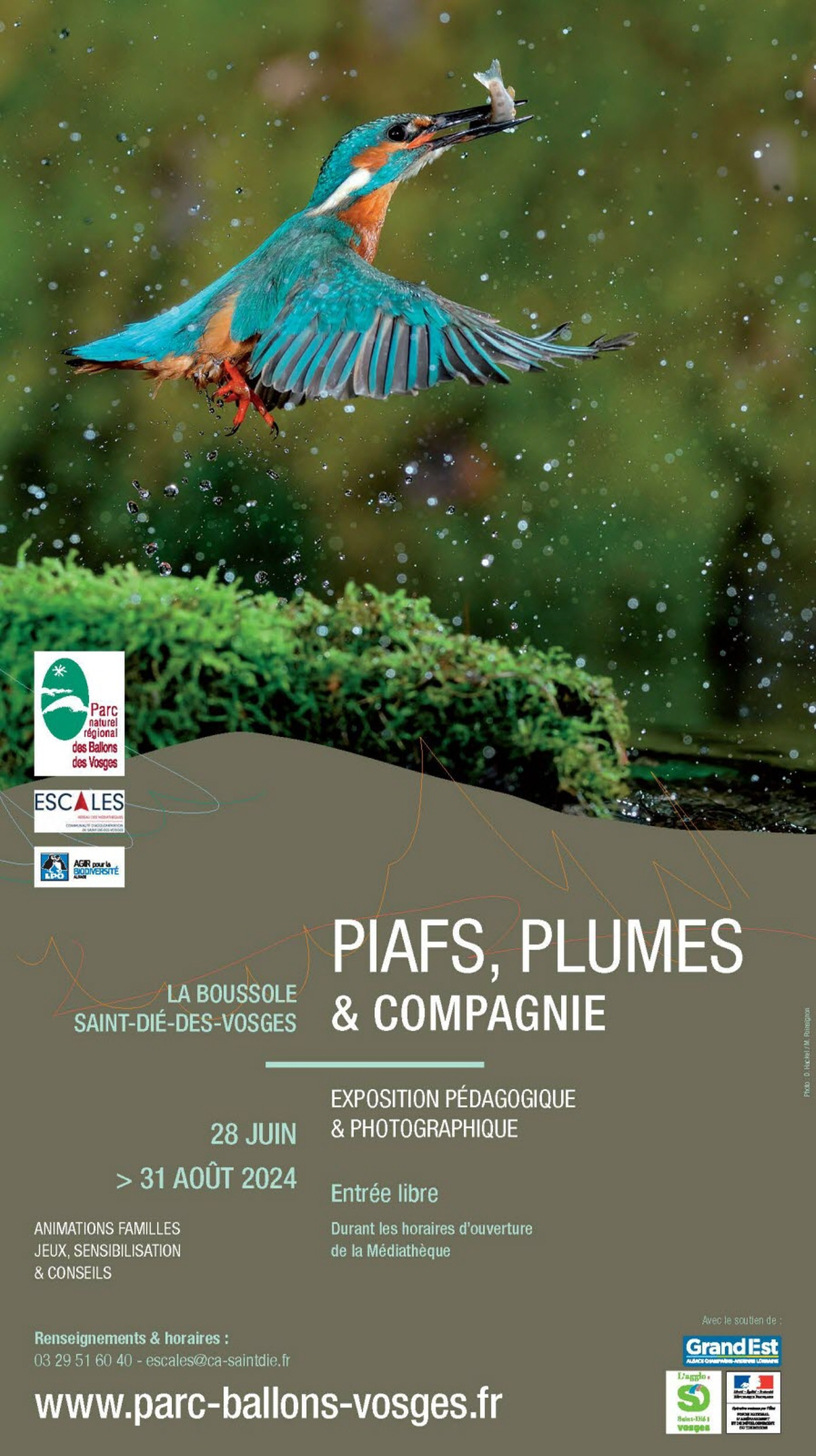 Expo: "Piafs, plumes & compagnie" à découvrir jusqu'au 31 août à Saint-Dié-des-Vosges 2• 100% Vosges 100% Vosges