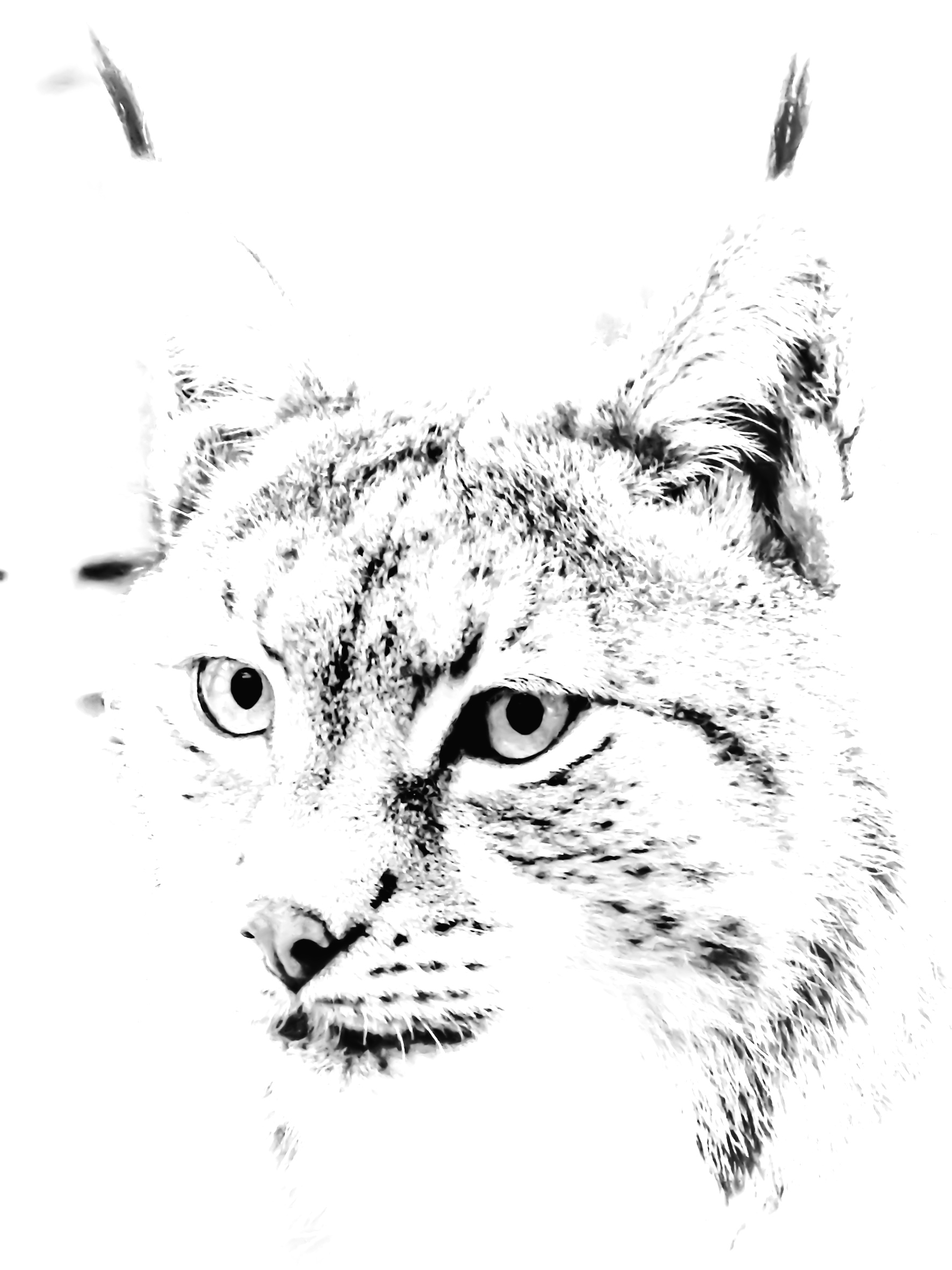 Expo : Faune et Flore de l'Ouest Vosgien à découvrir à Contrexéville 2• 100% Vosges 100% Vosges