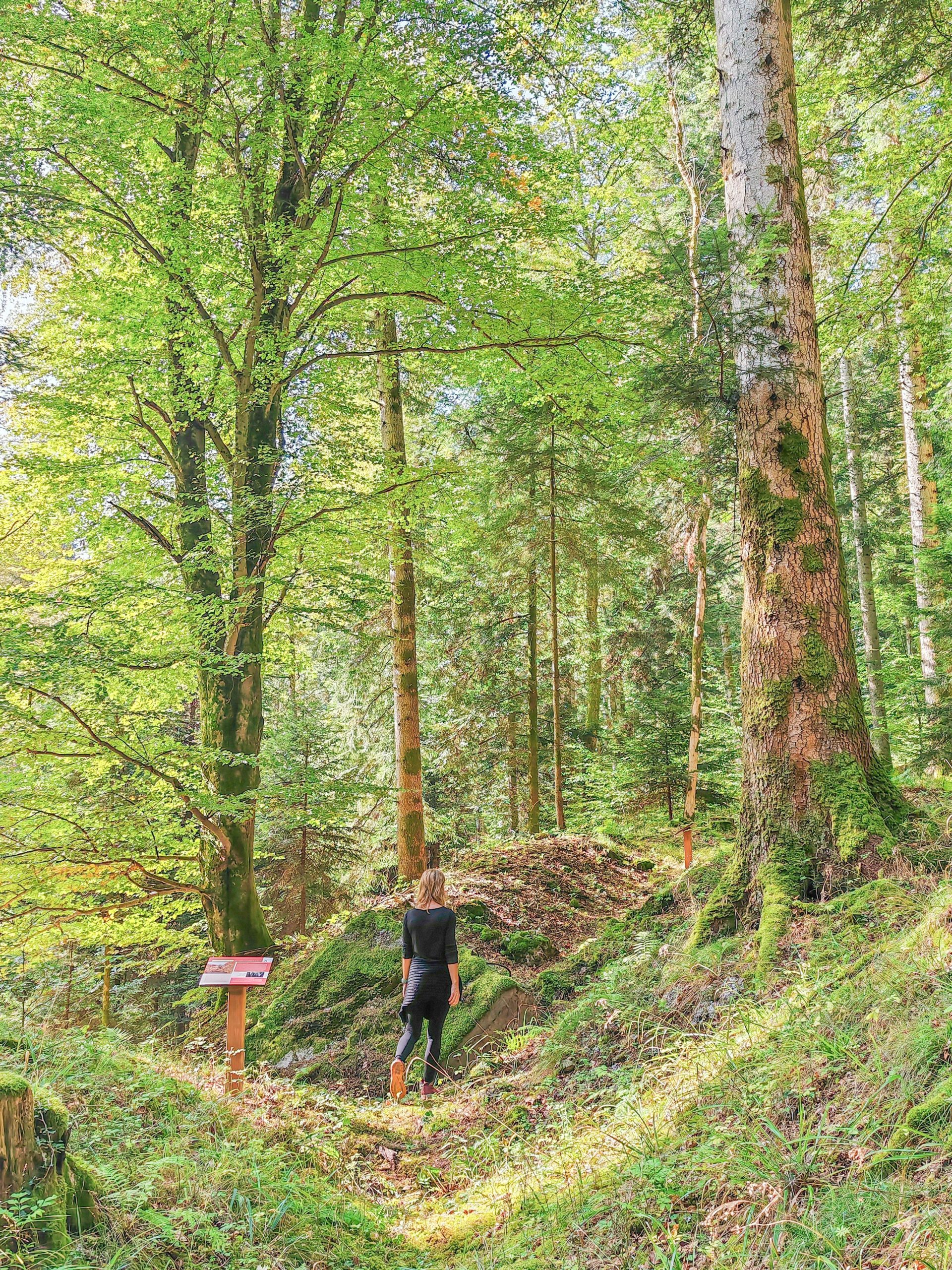 Vosges Portes d’Alsace : Un voyage dans le temps 4• 100% Vosges 100% Vosges