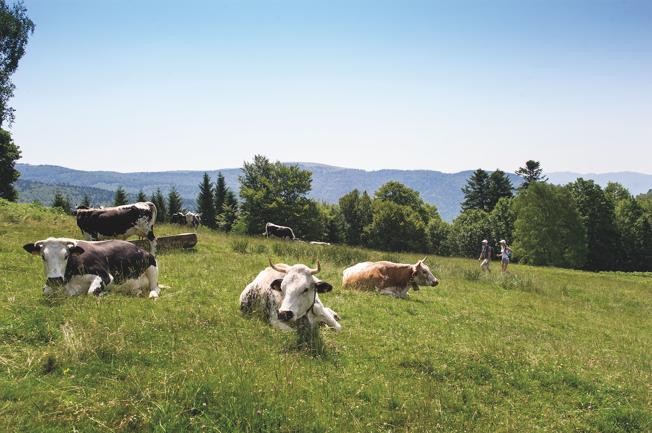 100% Vosges